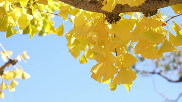 Autumn scenery, yellow ginkgo swaying in the wind