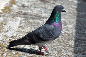 portrait of a pigeon (Columba livia) sunny day