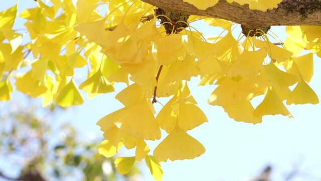 Autumn scenery, yellow ginkgo swaying in the wind