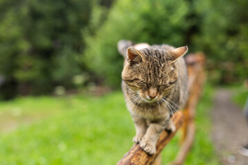 adult Cat Exploring the Yard