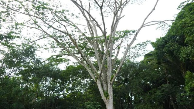 Wide shot in backyard of large Hawaiian tree
