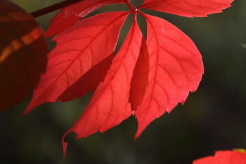 Autumn leaves in November 