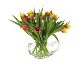 red and yellow tulips on transparent background