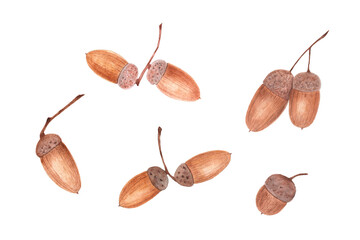 Watercolor acorns. Isolated objects on a white background.