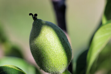 In der Sonne gereift und voll von gesunden  Omega -3-Fettsäuren - Nahaufnahme einer grünen,...