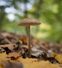 mushroom in the green grass