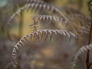 Autumn fern in the forest