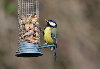 Cute and tiny wild eurasian great tit (Parus major) eating peanuts from a bird feeder. Small and common garden bird with beautiful yellow and blue colors. Attracting birds to garden.