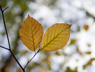 Fototapeta na wymiar Autumn leaf in the forest.