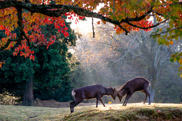 秋の奈良公園の鹿