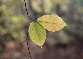 Autumn leaf in the forest.