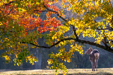 秋の奈良公園の鹿