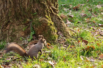 Chipmunk and Ezo squirrel in Hokkaido Eastern Park