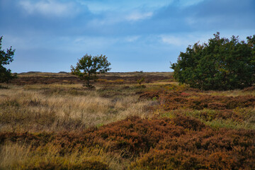 Fototapeta premium In front of landscape with grass and heather in Denmark, in front of the dunes
