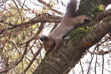 Chipmunk and Ezo squirrel in Hokkaido Eastern Park