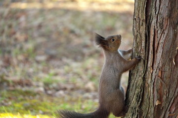 Chipmunk and Ezo squirrel in Hokkaido Eastern Park