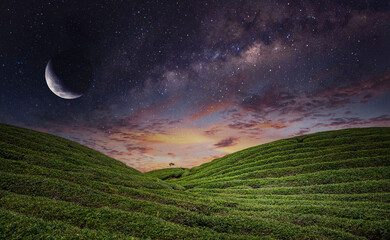green tea plantations in the starry night sky
