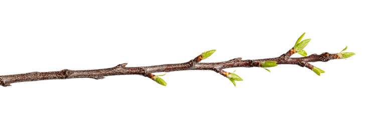 Young branch of a garden tree with green buds, close-up on a white background.