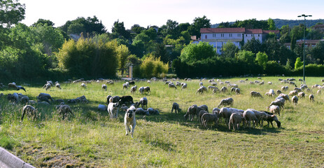 flock of sheep and dog in a green meadow next to a village called Sainte Anastasie, in southern France