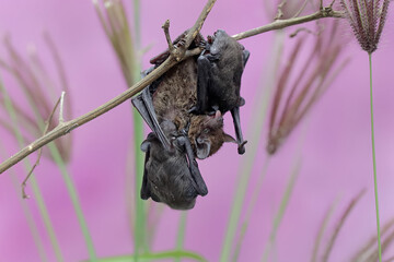 A mother microchiroptera bat hangs from a tree branch while nursing her two cubs. This small bat...