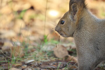 Chipmunk and Ezo squirrel in Hokkaido Eastern Park