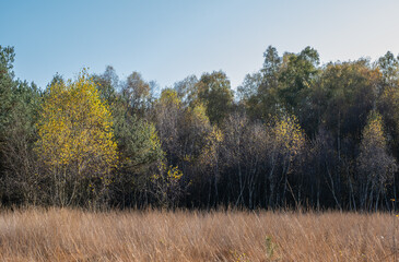 Wonderful autumn landscape. Trees, leaves and nature in autumn.