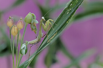 A green praying mantis is looking for prey in a bush. This insect has the scientific name Hierodula sp.