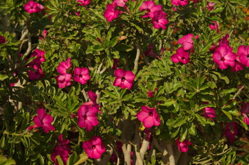 Obraz na płótnie Canvas Adenium flower pink. Tree in bloom