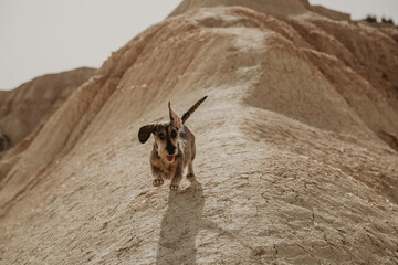 Dog running in Desert landscape of the bardenas reales in navarra, spain