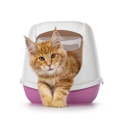 Shot red Maine Coon cat kitten, coming out of closed pink litter box using flap door sticking out...