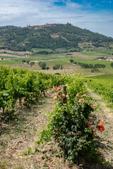 Fototapeta na wymiar Italian landscape along via Francigena, between Ponte d'Arbia and San Quirico d'Orcia, Tuscany, June 2022