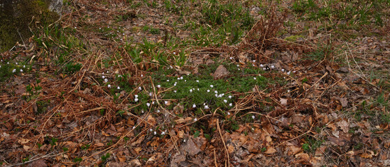 A patch of wood ananomies begins to break through the bracken and leaf covered forest floor  in Strachur Forest by Balliemeanoch. Strachur. Argyll and Bute. Scotland