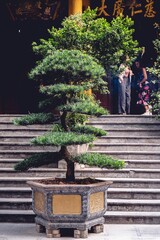 Vertical shot of a potted bonsai tree as decoration near a Buddhist Temple in Vietnam