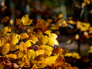 Herbstwald im November