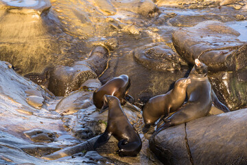  Sea Lion on the cliff of  La Jolla, San Diego, the U.S.