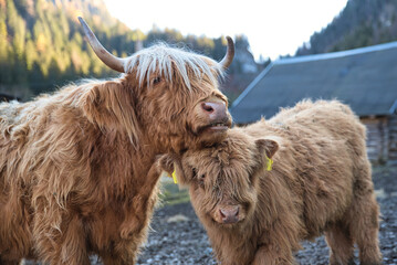 schottisches Hochlandrind Mutterkuh und Kalb kuscheln auf der Koppel, highland cattle kyloe mother...