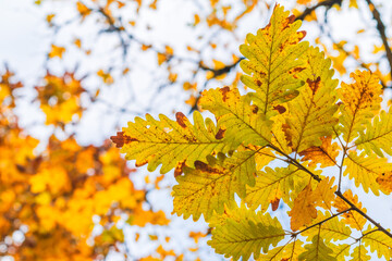 Close-up of a beautiful oak leaves branch in bright autumn colors on blurred background, floral nature concept for fall season theme holidays