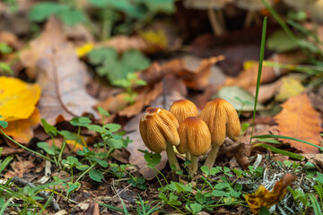Parasola auricoma mushrooms in the autumn forest