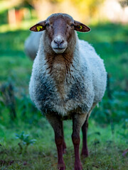 Fototapeta premium Kleine Herde Schafe grasen auf der Weide