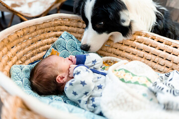 Curious dog sniffing newborn baby at home
