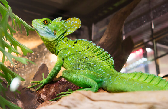Basilisk lizard (Latin Basiliscus plumifrons).
 This lizard has a noticeable crest that starts on the head and ends on the tail. The body length is about 80 cm . Of these, the tail is 2/3. They live i