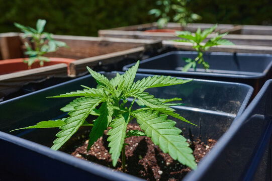 Cloned by cutting feminized cannabis sativa plants growing outdoors. First stage of growth after transplanting.