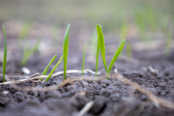 Shoots of young winter wheat. Selective focus.