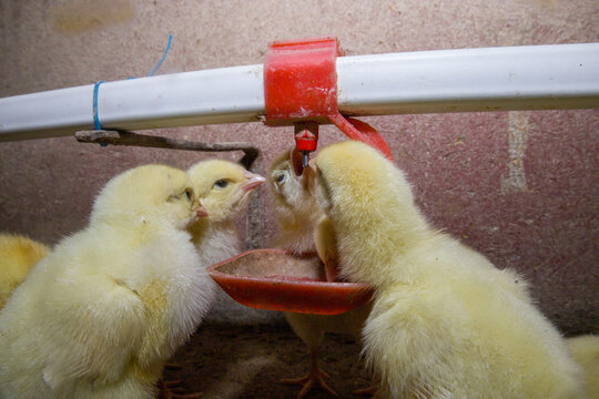 Day-old broiler chickens drink water from drinkers.