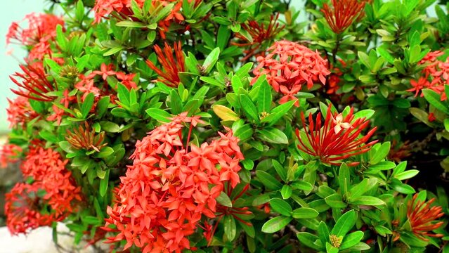 Beautiful flower ixora is red color in garden
