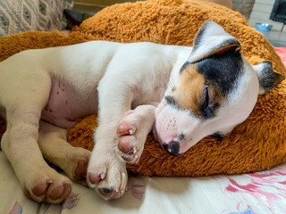 puppies sleeping on the couch
