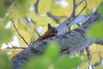 squirrel in autumn