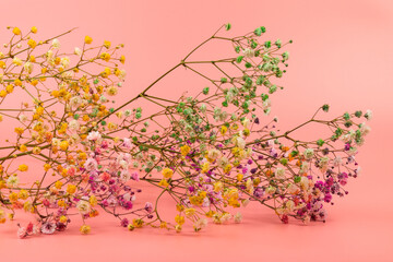 Colorful gypsophila twigs. Delicate graceful twigs with flowers on pink background.