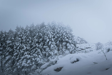 snow covered trees in winter