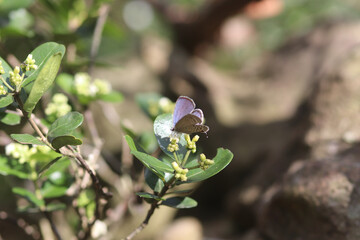 Insects in the Forest